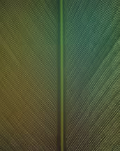 graident-background